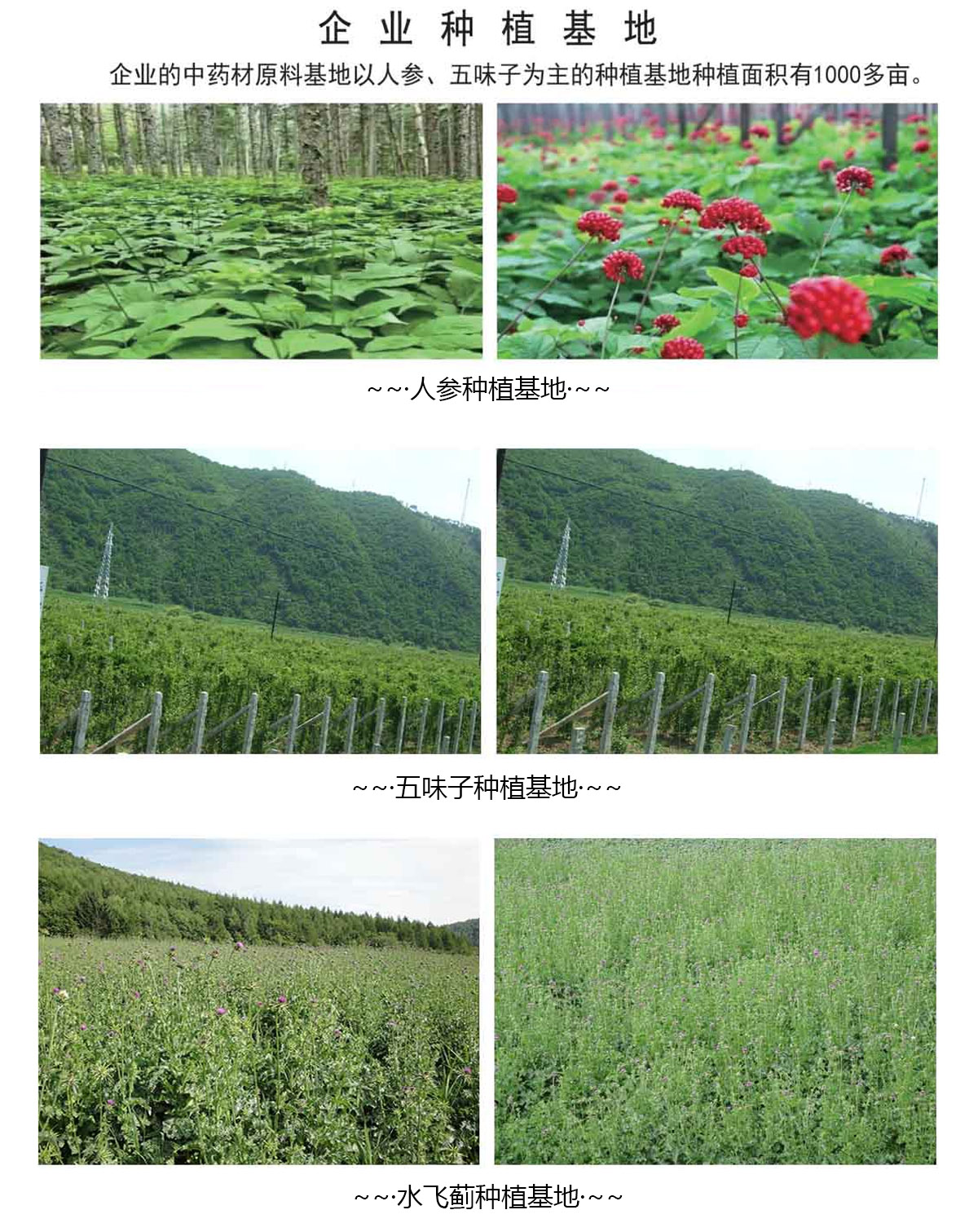 种植基地.jpg